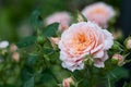 A pink and orange patio rose in silhouette Royalty Free Stock Photo