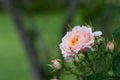 A pink and orange patio rose in silhouette Royalty Free Stock Photo