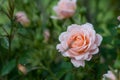 A pink and orange patio rose in silhouette Royalty Free Stock Photo