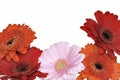 Pink, orange and red Gerber flowers Royalty Free Stock Photo