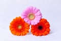 Pink, Orange and Red gerbera on a white background with water drops. Royalty Free Stock Photo