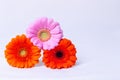 Pink, Orange and Red gerbera on a white background with water drops. Place for text. Royalty Free Stock Photo