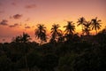 Awe pink and orange romantic tropical sunset landscape with palm trees