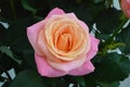 Pink orange rose on a background of dark green leaves. Close-up of a bright beautiful summer flower Royalty Free Stock Photo