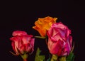 Pink orange rose blossom trio macro with green leaves on black Royalty Free Stock Photo