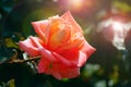 Pink with orange rose blossoms in a garden on the sun Royalty Free Stock Photo