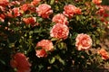 A pink and orange rose bush Royalty Free Stock Photo