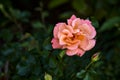 Pink and orange rose in a bush seen up close Royalty Free Stock Photo