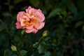 Pink and orange rose in a bush seen up close Royalty Free Stock Photo