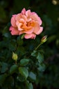 Pink and orange rose in a bush seen up close Royalty Free Stock Photo