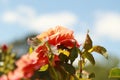 A pink and orange rose in the sun Royalty Free Stock Photo