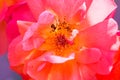Pink and orange rose close, pistils, stamens, pollen.