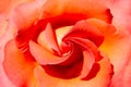 Pink and orange rose in a close up Royalty Free Stock Photo