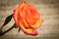 Pink and orange rose covered in dew with vintage sheet music Royalty Free Stock Photo
