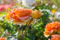 Pink rose closeup with water drops Royalty Free Stock Photo