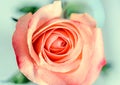 Pink orange rose flower, pattern petals, close up Royalty Free Stock Photo