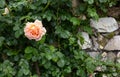 Pink-orange Rose Flower on a Stone Wall Royalty Free Stock Photo