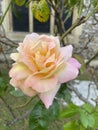 a pink and orange rose, in front of a church window Royalty Free Stock Photo