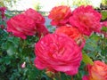 Pink - orange roses in the garden in the summer Royalty Free Stock Photo