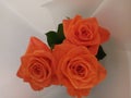 pink, orange roses, tea roses, a bouquet of flowers on a white background, beautiful flowers, for postcards, business cards. Royalty Free Stock Photo