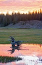 Pink and orange Sunrise cloudscape over Pelican Creek in Yellowstone National Park USA