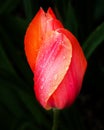 Pink Orange Tulip Flower Washington Royalty Free Stock Photo