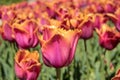 Pink and orange tulips against green foliage Royalty Free Stock Photo
