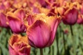 Pink and orange tulips against green foliage Royalty Free Stock Photo