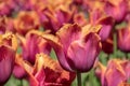 Pink and orange tulips against green foliage Royalty Free Stock Photo