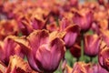 Pink and orange tulips against green foliage Royalty Free Stock Photo