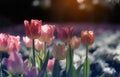 Pink and Orange tulips flower field with sun light on blurred tulips Royalty Free Stock Photo