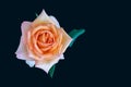 Pink orange white yellow rose blossom on black background in vintage painting style Royalty Free Stock Photo