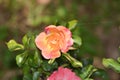 Pink, orange and yellow Floribunda garden rose with natural background Royalty Free Stock Photo