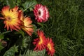 Pink, orange and yellow gerbera flowers on grass background Royalty Free Stock Photo