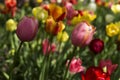 Pink, orange, yellow and red tulips. Many bright and colorful flowers bloom in the spring garden. Floral background Royalty Free Stock Photo