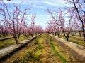 Pink Orchard Blooming