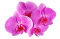 Pink Orchid