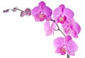 Pink Orchid Royalty Free Stock Photo