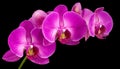 Pink Orchid Royalty Free Stock Photo