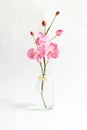 Pink orchid Royalty Free Stock Photo