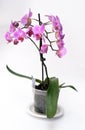 Pink orchid Royalty Free Stock Photo