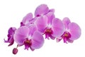 Pink orchid Royalty Free Stock Photo