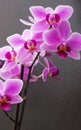 Pink orchid