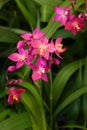 Pink Orchid Royalty Free Stock Photo