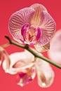 Ružový orchidea 