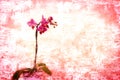 Pink orchid