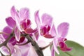 Pink orchid