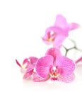 Pink orchid