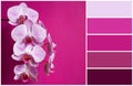 Pink orchid (palette of colors)