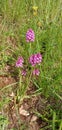 Pink orchid, anacamptis pyramidalis orchis next to a forest, wild orchid france